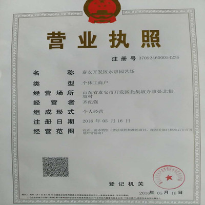 紅顏草莓苗——山東基地直銷，品質與服務的雙重保障